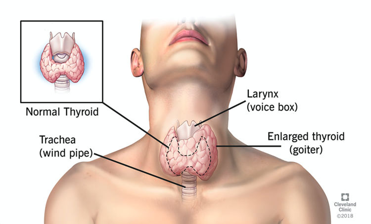 anatomical drawing of thyroid